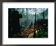 Military Cemetery With Visitors Commemorating The Warsaw Uprising Of 1944, Warsaw, Poland by Krzysztof Dydynski Limited Edition Print