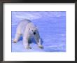 Polar Bear (Thalarctos Maritimus) Standing On Ice On Baffin Bay, Canada by Nicholas Reuss Limited Edition Print