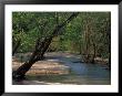 Early Morning Light On Bull Creek, Missouri, Usa by Gayle Harper Limited Edition Print