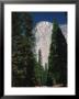 El Capitan, Yosemite National Park, California, Usa by Dee Ann Pederson Limited Edition Print