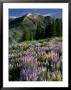 Lupine And Subalpine Firs, Humboldt National Forest, Jarbridge Wilderness And Mountains, Nevada, by Scott T. Smith Limited Edition Print