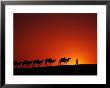 Camel Caravan At Sunrise, Silk Road, China by Keren Su Limited Edition Print