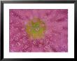 Pink Mums, Washington, Usa by Jamie & Judy Wild Limited Edition Print