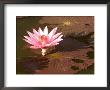 Lotus Flower In The Morning Light, Sukhothai, Thailand by Gavriel Jecan Limited Edition Print
