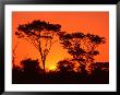 Trees Silhouetted By Dramatic Sunset, South Africa by Claudia Adams Limited Edition Print