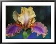 Bearded Iris, Rochester, Michigan, Usa by Claudia Adams Limited Edition Print