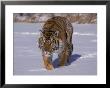 Siberian Tiger In The Snow by Lynn M. Stone Limited Edition Pricing Art Print