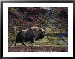 A Muskox by Paul Nicklen Limited Edition Pricing Art Print