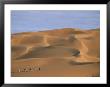 A Tuareg Tribesman Leads His Camels Through The Dunes Of The Sahara by Peter Carsten Limited Edition Print