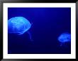 Jelly Fish In Tank At Aquadom And Sealife Museum, Mitte, Berlin, Germany by Richard Nebesky Limited Edition Print