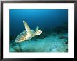 An Endangered Loggerhead Turtle With A Missing Right Rear Flipper by Brian J. Skerry Limited Edition Pricing Art Print