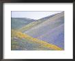 California Poppies, Lupines, And Goldfield Cover Gentle Hillsides by Rich Reid Limited Edition Print