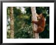 A Bornean Orangutan Baby by Roy Toft Limited Edition Print