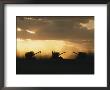 Combines Silhouetted At Dusk by David Boyer Limited Edition Print