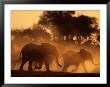 Running Elephants by Beverly Joubert Limited Edition Print