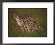 A Portrait Of A Wild African Cheetah by Chris Johns Limited Edition Print