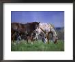 Horses Grazing In Field by Kathy Heister Limited Edition Print