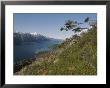 Wind-Pruned Vegetation On A Hillside Above Fjord Of The Mountains by Gordon Wiltsie Limited Edition Print