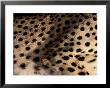 A Close View Of An African Cheetahs Spotted Fur by Chris Johns Limited Edition Pricing Art Print