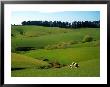 Farmland Near Clinton, New Zealand by David Wall Limited Edition Print