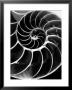 Chambered Nautilus Shell by Andreas Feininger Limited Edition Print