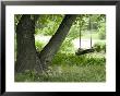 Wooden Swing Hanging From Tree by Eric Kamp Limited Edition Print