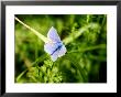 Common Blue Butterfly On Yellow Rattle, West Bershire, Uk by Philip Tull Limited Edition Pricing Art Print