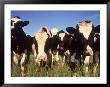 Jersey Cows, Wi by Mark Gibson Limited Edition Print