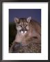 Mountain Lion On Rock At Dusk, Felis Concolor by Robert Franz Limited Edition Pricing Art Print