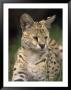 Serval (Felis Serval) by David Davis Limited Edition Pricing Art Print