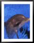 Dolphin In Pool by Stewart Cohen Limited Edition Print