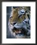 A Portrait Of Khuntami, A Male Siberian Tiger by Joel Sartore Limited Edition Print