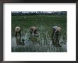 Women In Conical Hats Plant Young Rice Plants In Rice Paddies by Eightfish Limited Edition Print