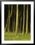 Woodland Scene, Jasmund National Park, Germany by Norbert Rosing Limited Edition Print