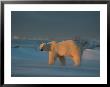 A Polar Bear (Ursus Maritimus) Walks In The Wild by Norbert Rosing Limited Edition Print