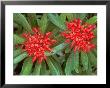 Waratah, Walls Of Jerusalem National Park, Tasmania, Australia by Rob Tilley Limited Edition Pricing Art Print