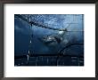 Great White Shark, Eating Bait, S. Africa by Gerard Soury Limited Edition Print