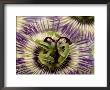 Passiflora Caerulea Close-Up Of Flowers by Juliet Greene Limited Edition Print