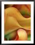 Zantedeschia (Calla Lily), Close-Up Of Orange Flower by Fiona Mcleod Limited Edition Pricing Art Print