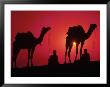Silhouette Of Men And Camels, India by Michele Burgess Limited Edition Print
