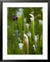 Pitcher Plants At The Atlanta Botanical Garden by Joel Sartore Limited Edition Print