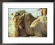 Pair Of Dromedary Camels by James L. Stanfield Limited Edition Pricing Art Print