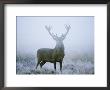 Red Deer (Cervus Elaphus) Stag At Dawn During Rut In September, Uk, Europe by David Tipling Limited Edition Print