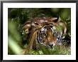 Female Indian Tiger At Samba Deer Kill, Bandhavgarh National Park, India by Thorsten Milse Limited Edition Print
