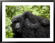 Adult Female Mountain Gorilla With Infant Riding On Her Back, Amahoro A Group, Rwanda, Africa by James Hager Limited Edition Print