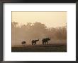 Two African Elephant Bulls Smelling With Their Trunks by Beverly Joubert Limited Edition Print