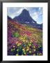 Wildflowers In Summer, Glacier National Park, Montana, Usa by Christopher Talbot Frank Limited Edition Print