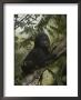 A Portrait Of An Orphaned Gorilla Living At A Gorilla Sanctuary by Michael Nichols Limited Edition Print