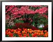 Spring Flowers On Capitol Hill, Washington Dc, Usa by Rick Gerharter Limited Edition Print