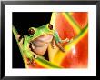 Tree Frog, Amazon, Ecuador by Pete Oxford Limited Edition Print